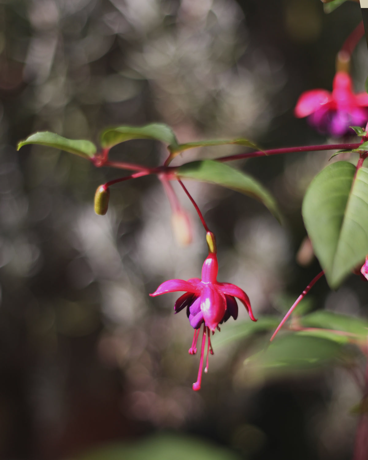 Forever Fuchsia
