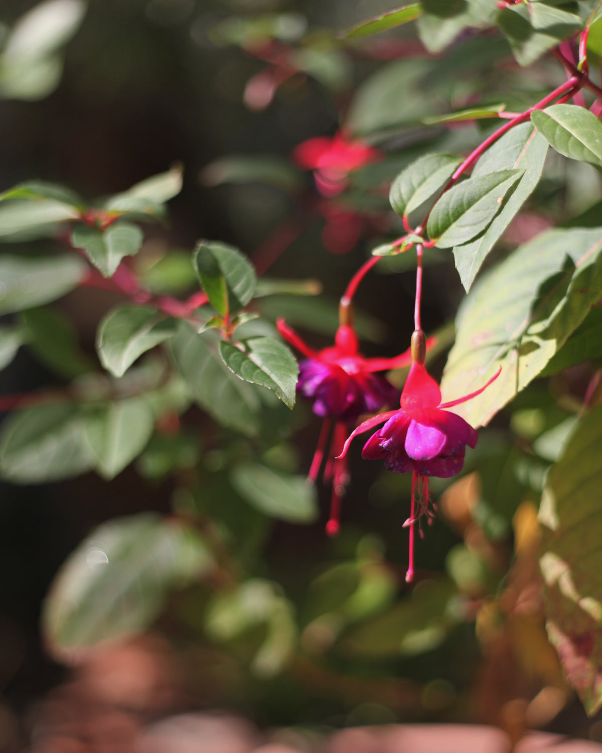 Forever Fuchsia
