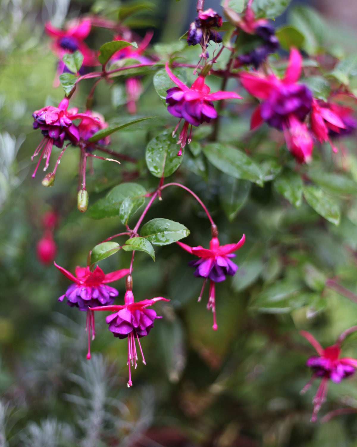 Forever Fuchsia