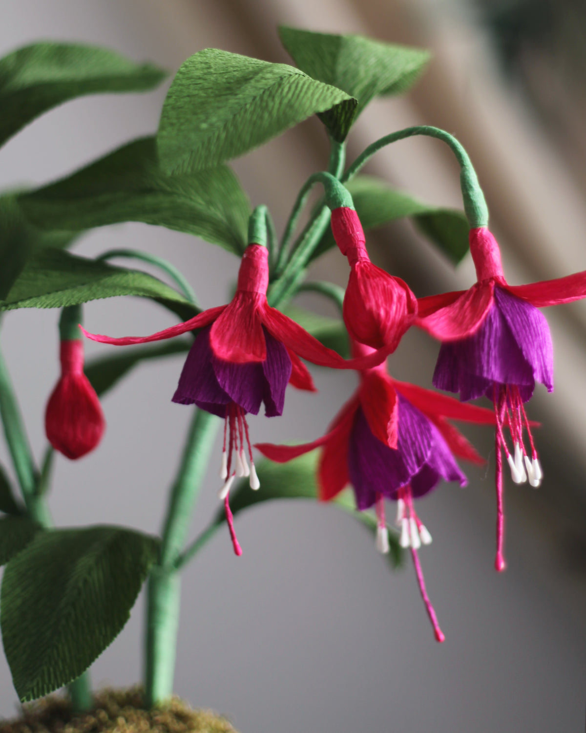 Forever Fuchsia