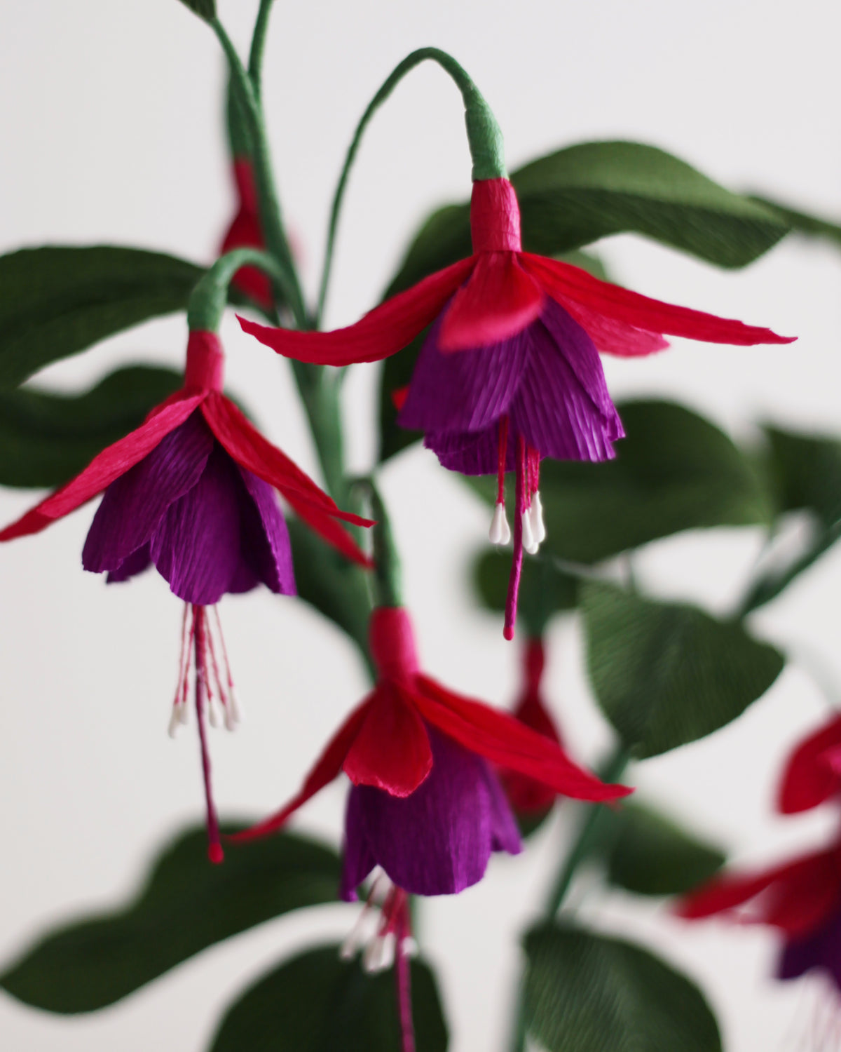 Forever Fuchsia